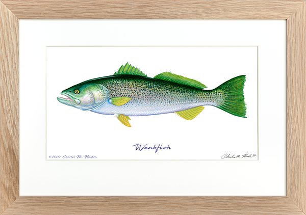Weakfish Signed Print