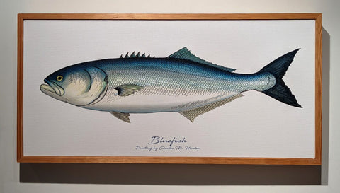 Bluefish - sold, more coming soon