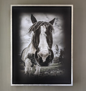 Vermont Horse Portrait