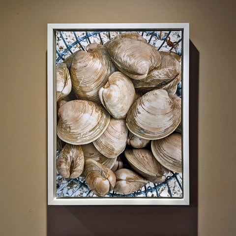 Quahogs - sold